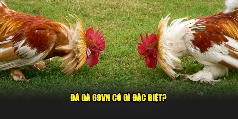 Đá gà 69VN có gì đặc biệt?