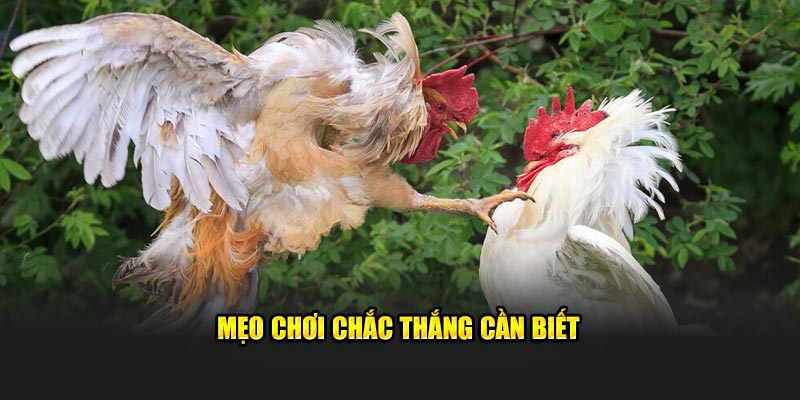 Mẹo chơi chắc thắng cần biết