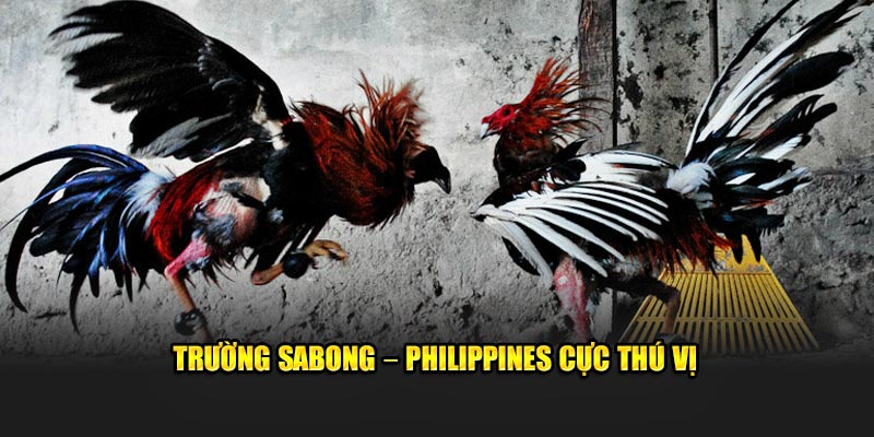 Trường Sabong – Philippines cực thú vị