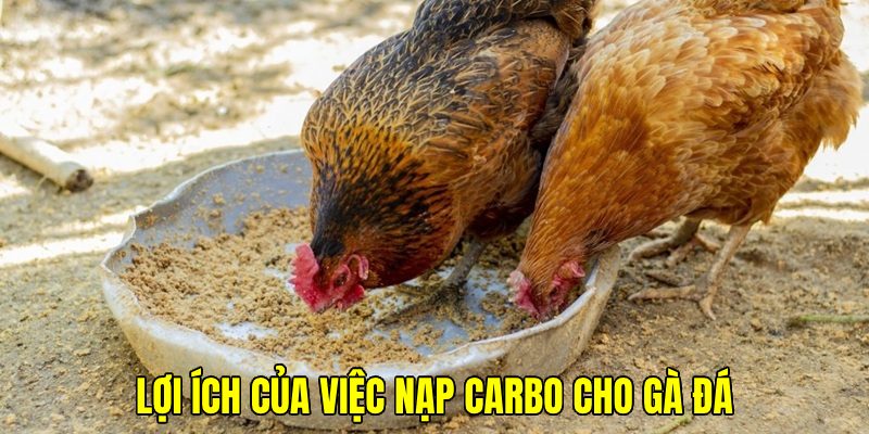 Thực hiện cách nạp carbo cho gà đá mang nhiều ý nghĩa