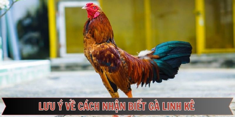 Các điểm cần lưu tâm khi áp dụng cách nhận biết gà linh kê