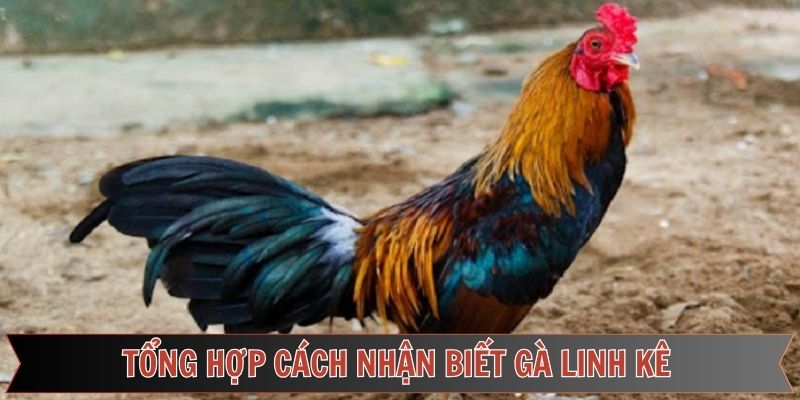 Các cách nhận biết gà linh kê độ chính xác cao