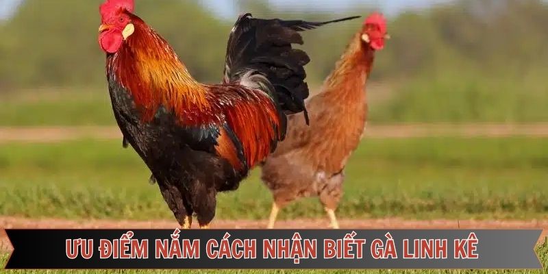 Những ưu điểm khi nắm rõ các phương pháp phân biệt gà linh kê