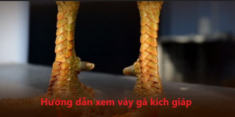 Cách xem vảy kích giáp cũng không quá khó khăn