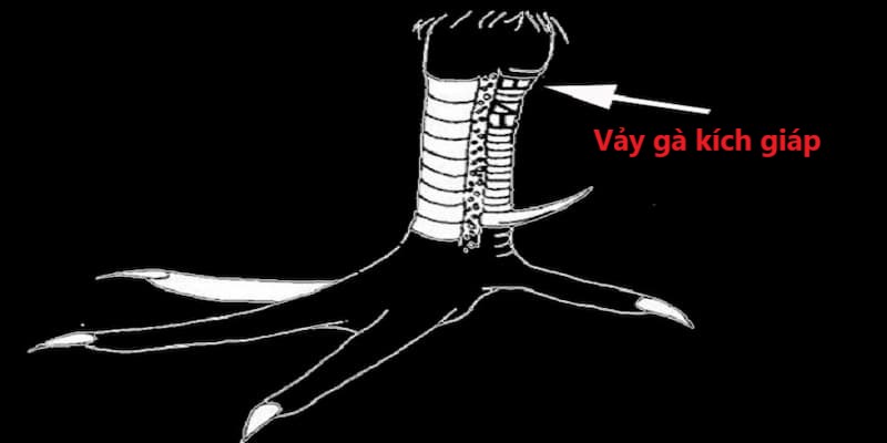 Giới thiệu về vảy gà kích giáp