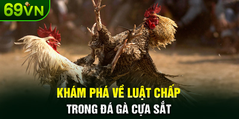 Khám phá về luật chấp trong đá gà cựa sắt
