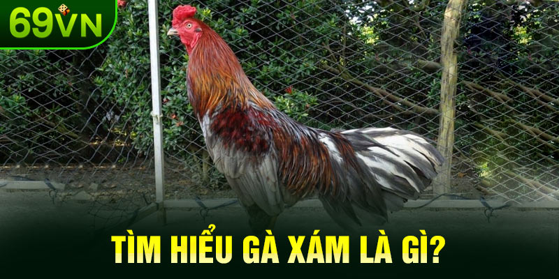 Tìm hiểu gà xám là gì?