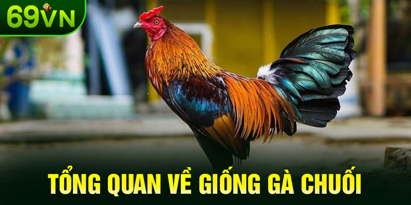 Tổng quan về giống gà chuối